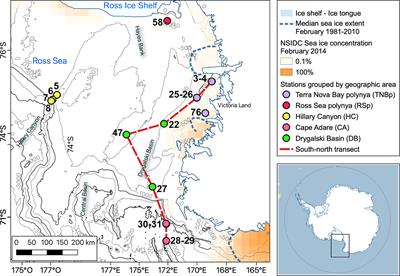 Physical and biological controls on anthropogenic CO2 sink of the Ross Sea